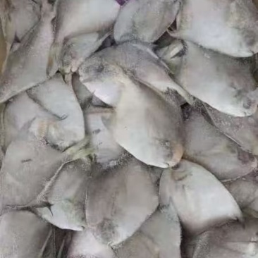 白昌鱼