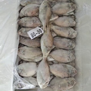 白昌鱼