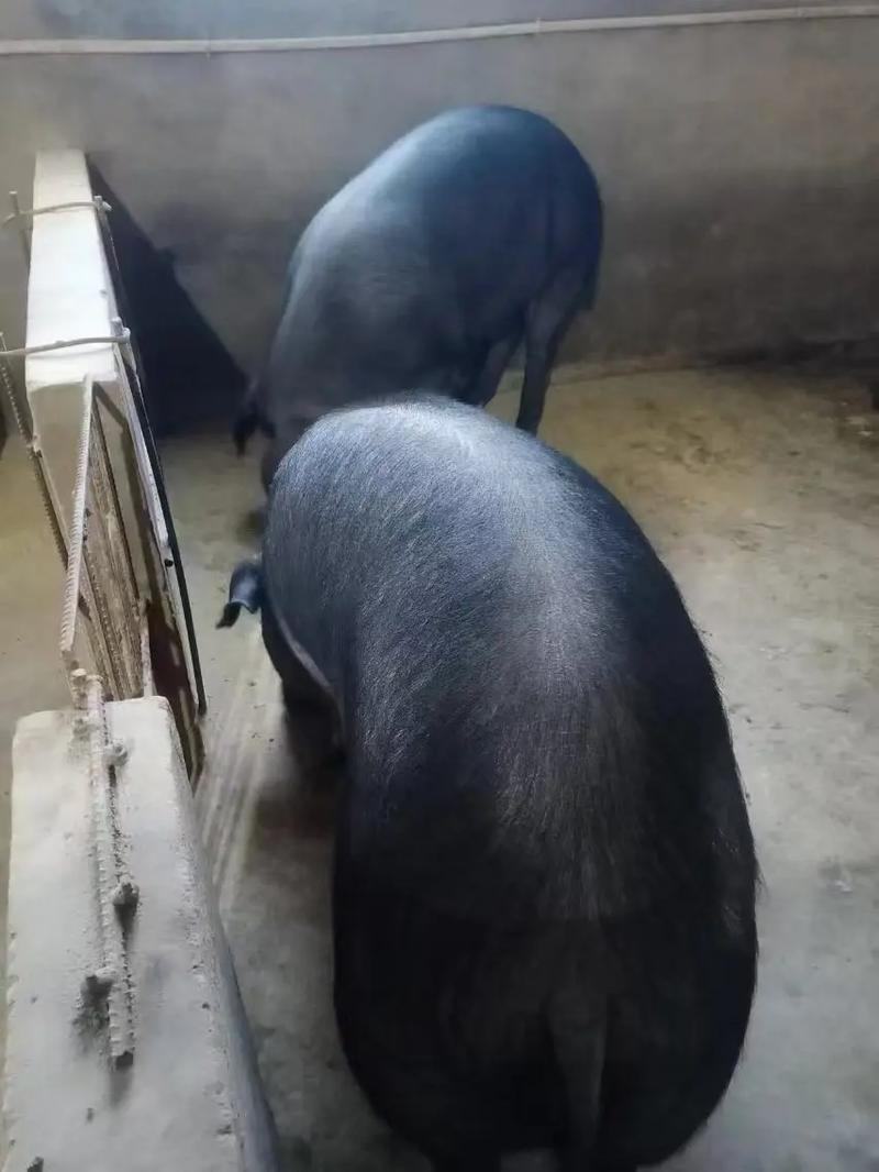 土猪