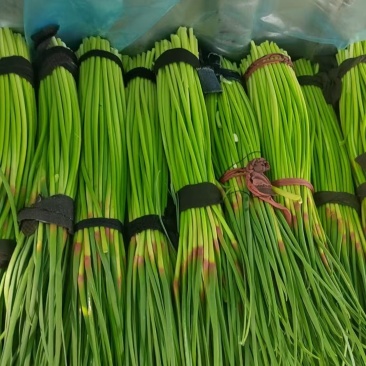河南红帽蒜薹大量上市支持全国发货