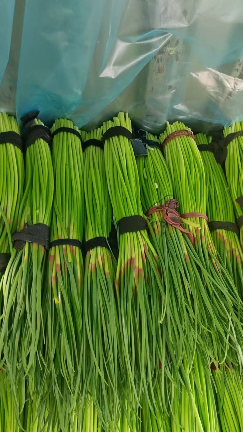 河南红帽蒜薹大量上市支持全国发货