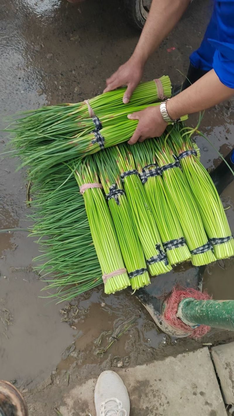 河南红帽蒜薹大量上市全国发货