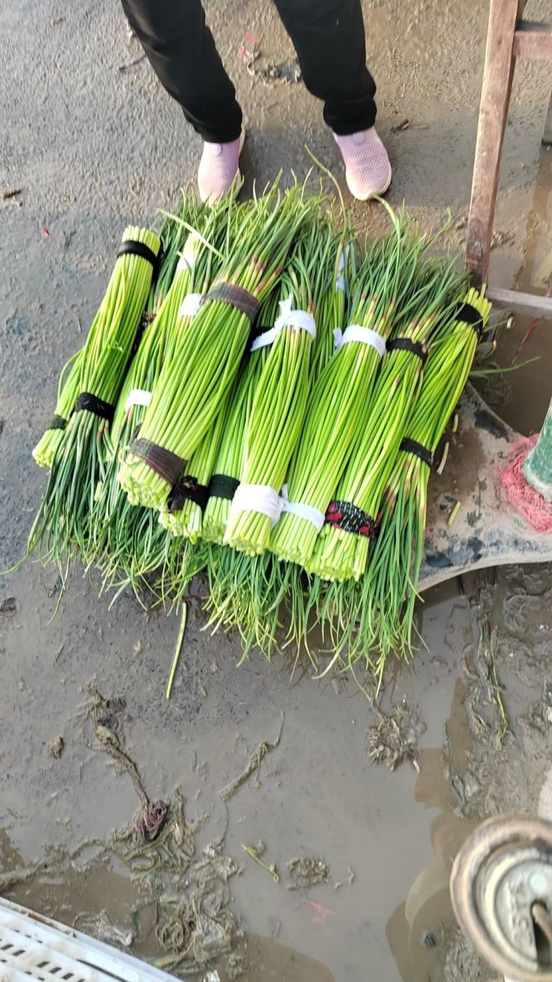 河南红帽蒜薹大量上市全国发货质量保证