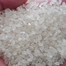 东北珍珠米