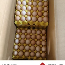 粉壳鸡蛋