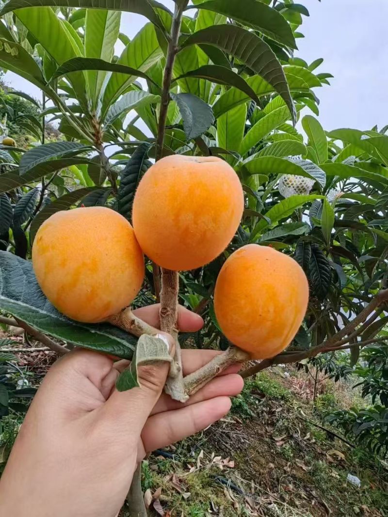 批吧