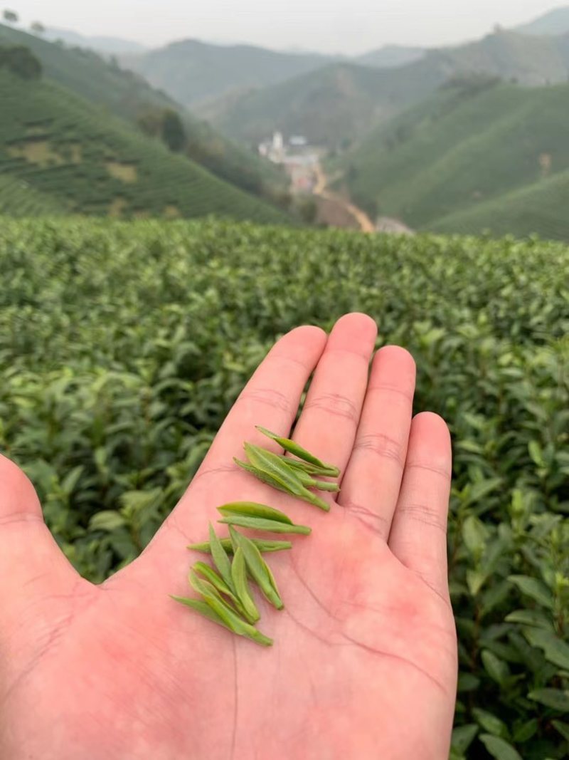 安吉白茶