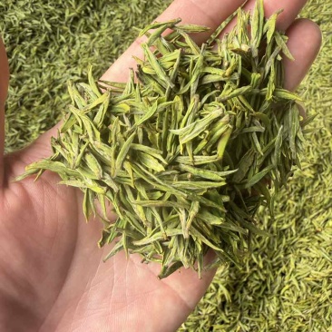 安吉白茶头茶