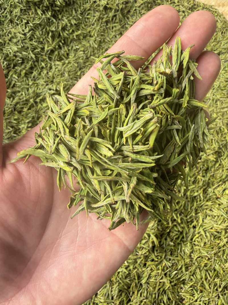安吉白茶头茶