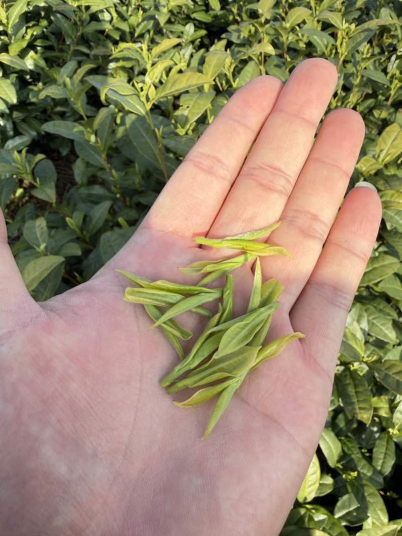 安吉白茶头茶
