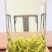 安吉白茶头茶