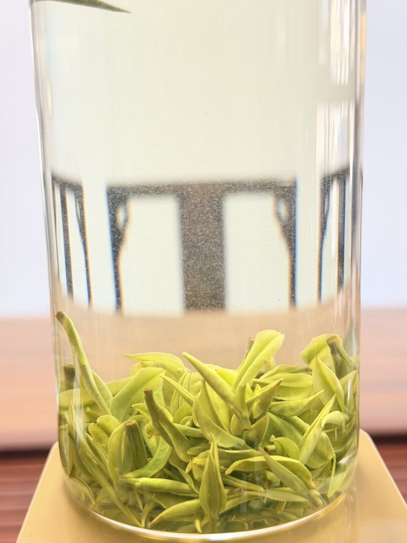 安吉白茶头茶
