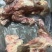 猪后腿骨