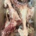 猪后腿骨