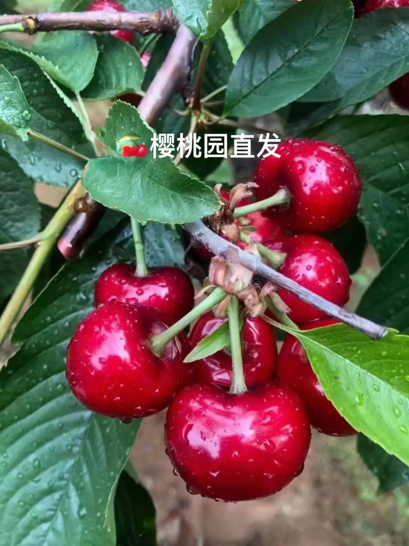 大连瓦房店樱桃园直发