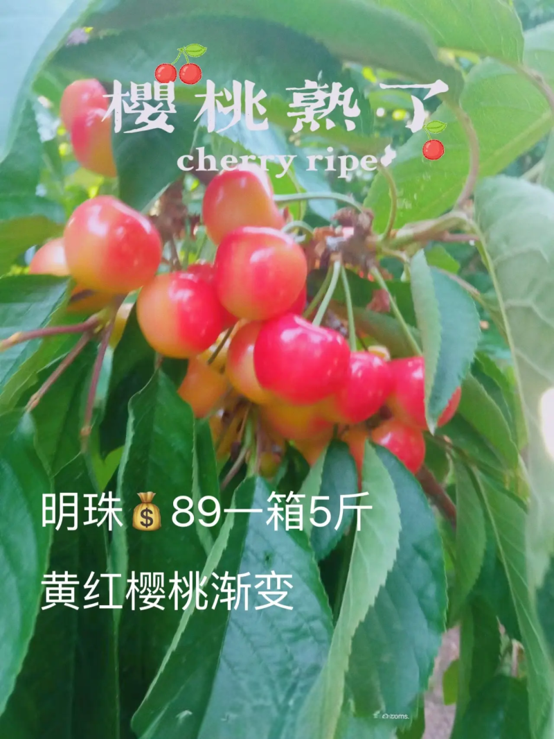 大连瓦房店樱桃园直发