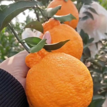 不知火(丑橘)