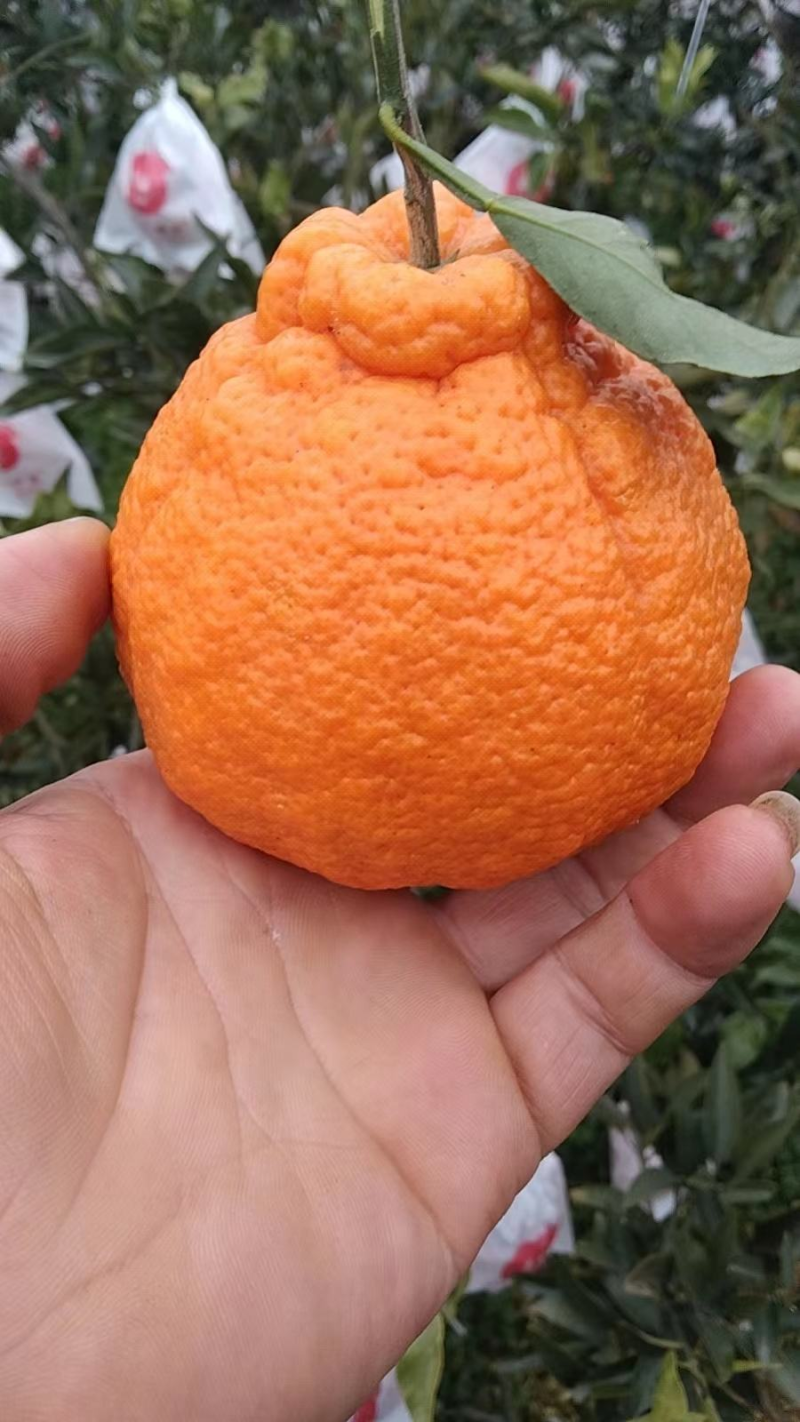 不知火(丑橘)