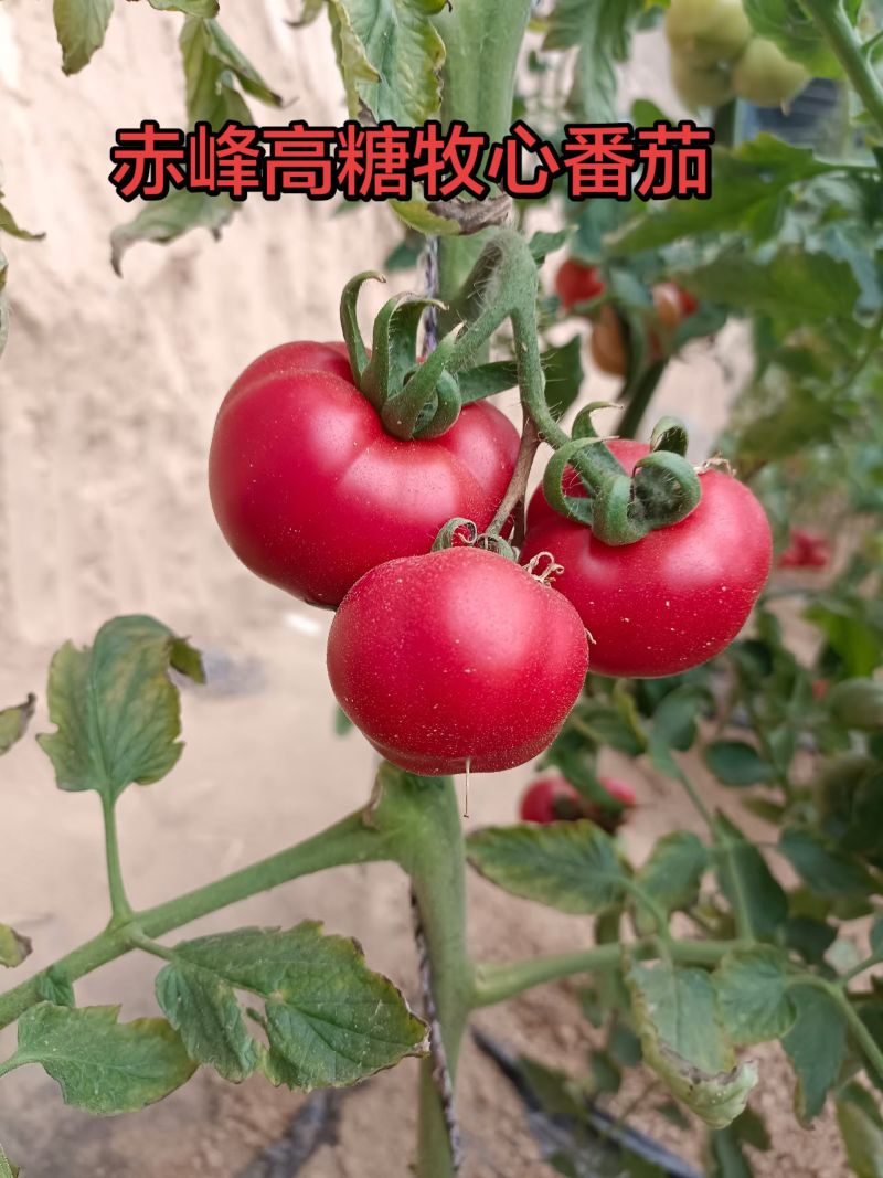 赤峰牧心番茄