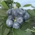 大果三斤135，中果三斤85，保品质