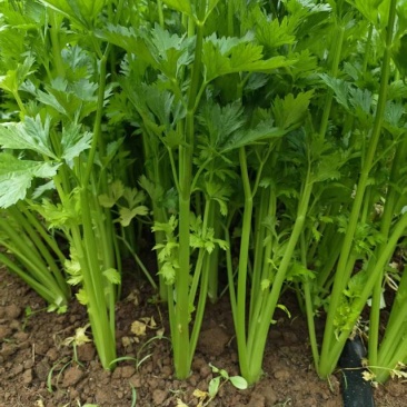 5万斤水果芹菜急售