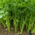 5万斤水果芹菜急售