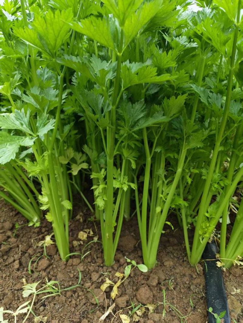 5万斤水果芹菜急售