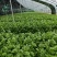 5万斤水果芹菜急售