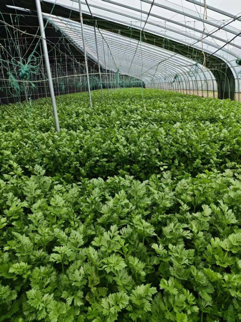 5万斤水果芹菜急售