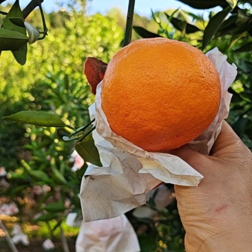 明日见，柑橘