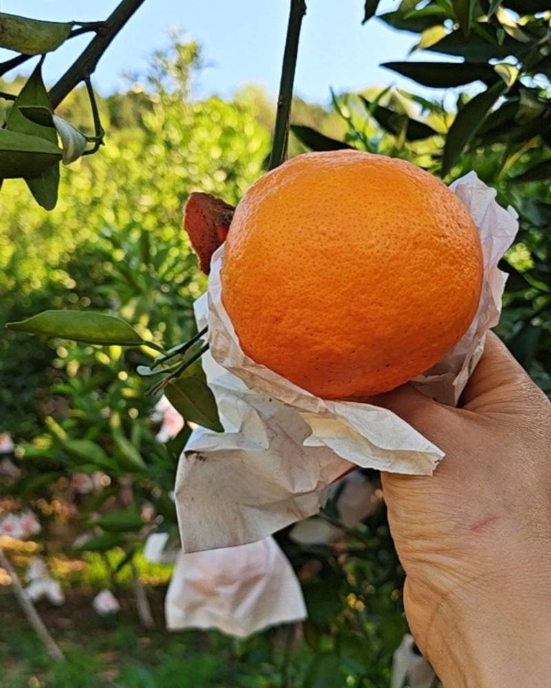 明日见，柑橘