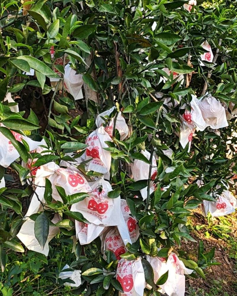 明日见，柑橘
