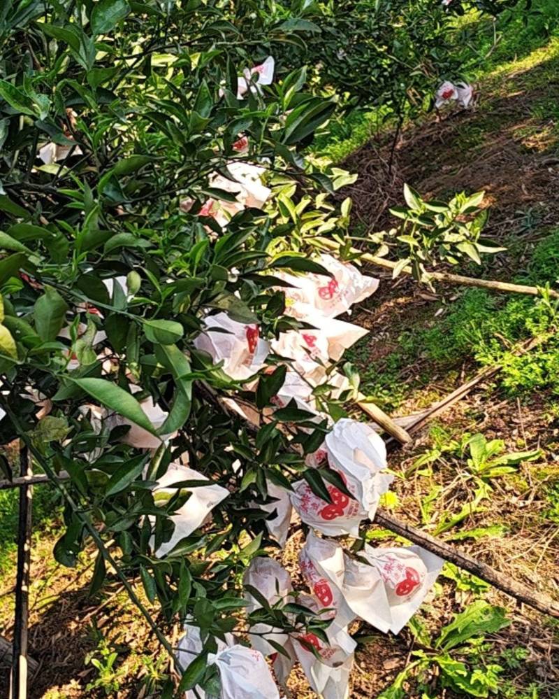 明日见，柑橘