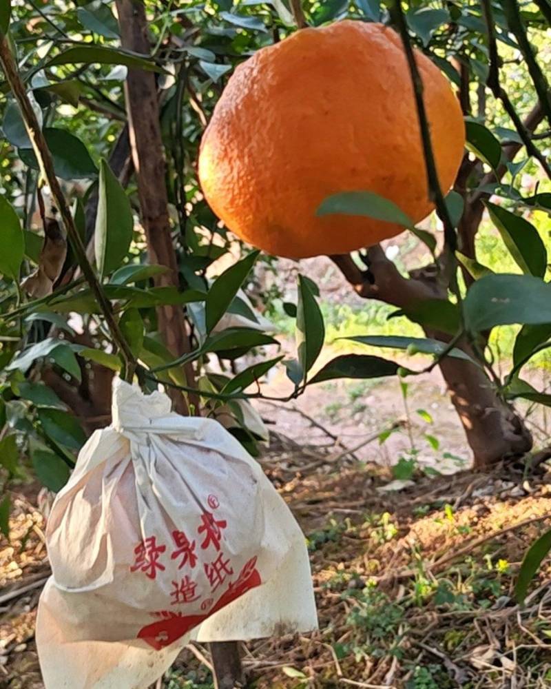 明日见，柑橘