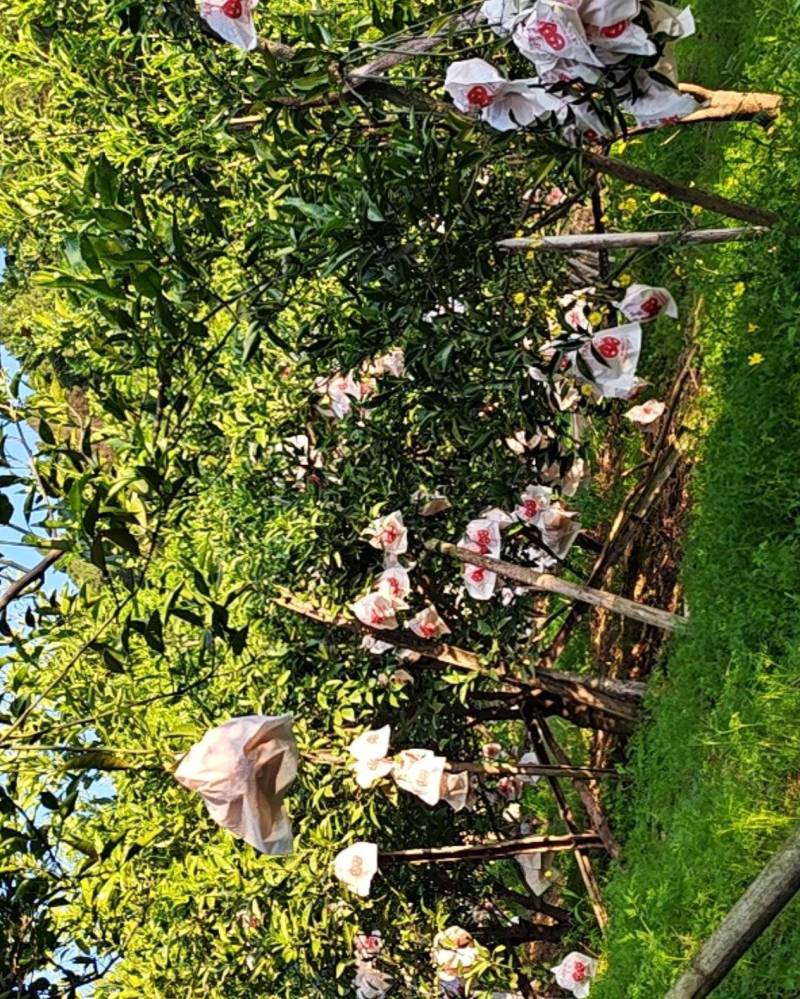 明日见，柑橘