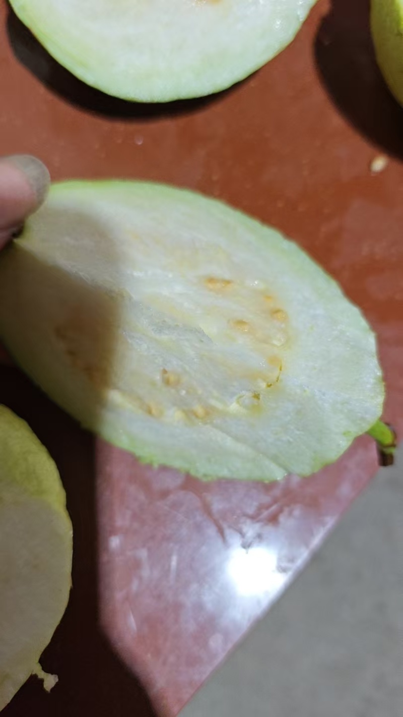 广西珍珠白番石榴一级货