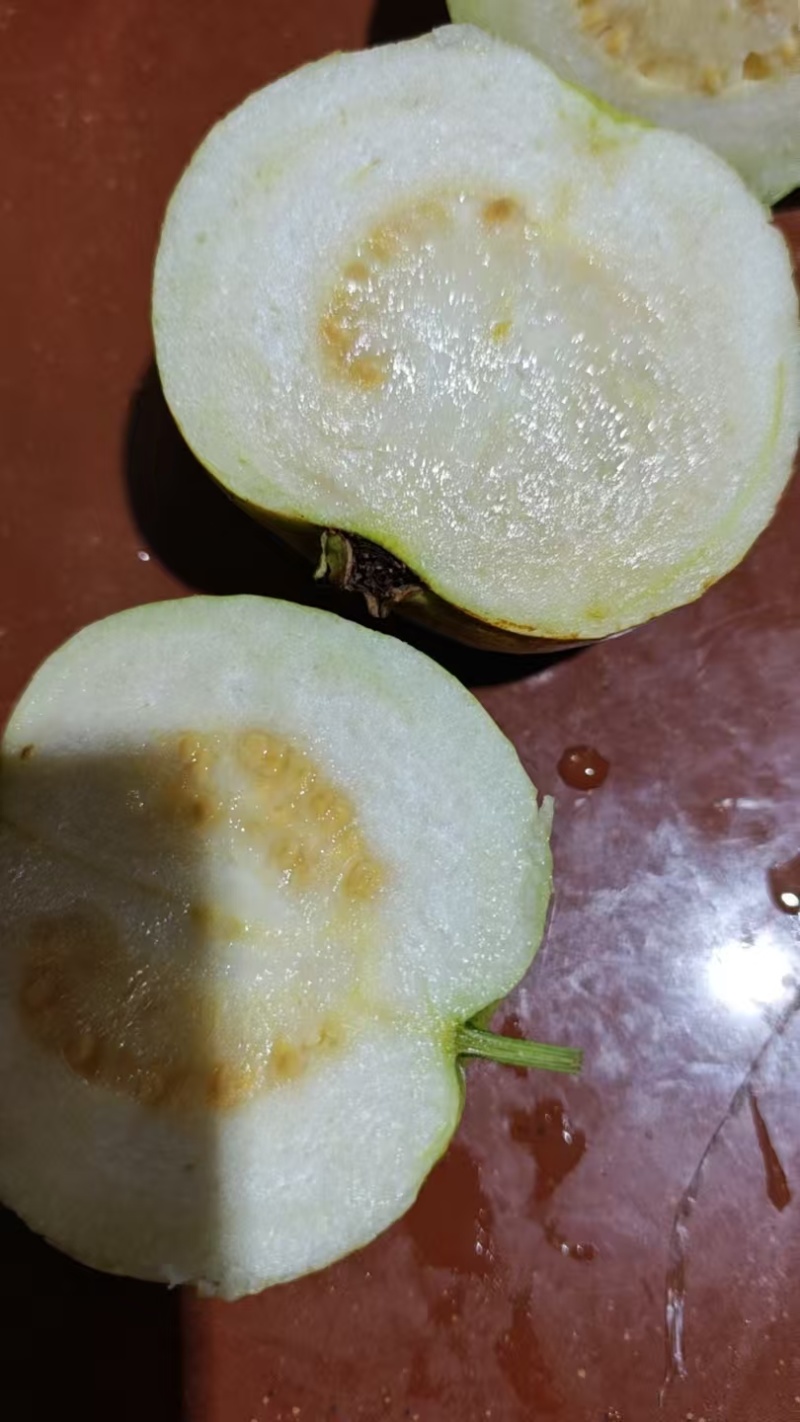 广西珍珠白番石榴一级货