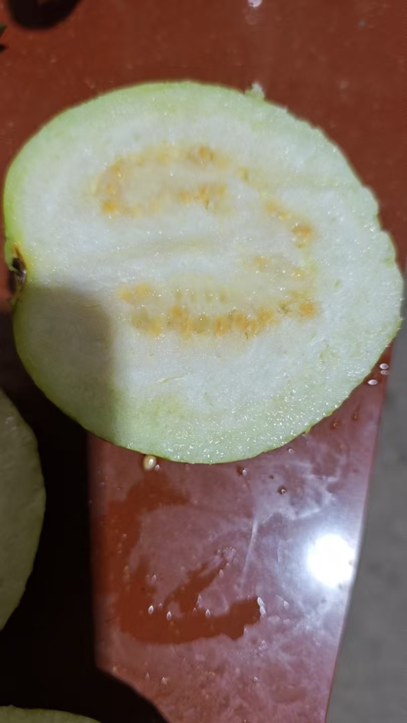 广西珍珠白番石榴一级货