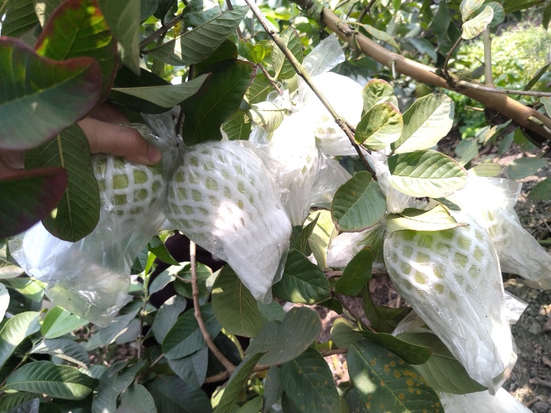 广西珍珠白番石榴一级货