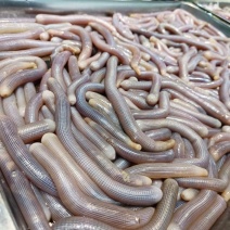 鲜活沙虫