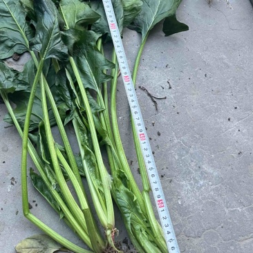 菠菜50亩