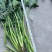 菠菜50亩