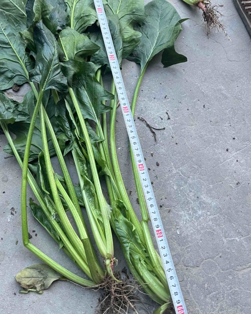 菠菜50亩