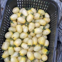 七彩小番茄