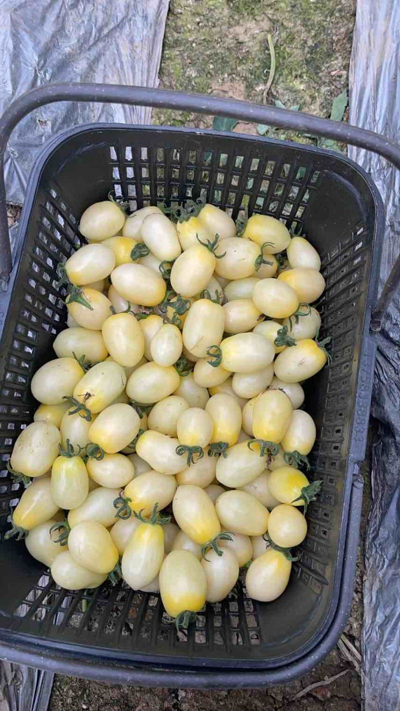 七彩小番茄