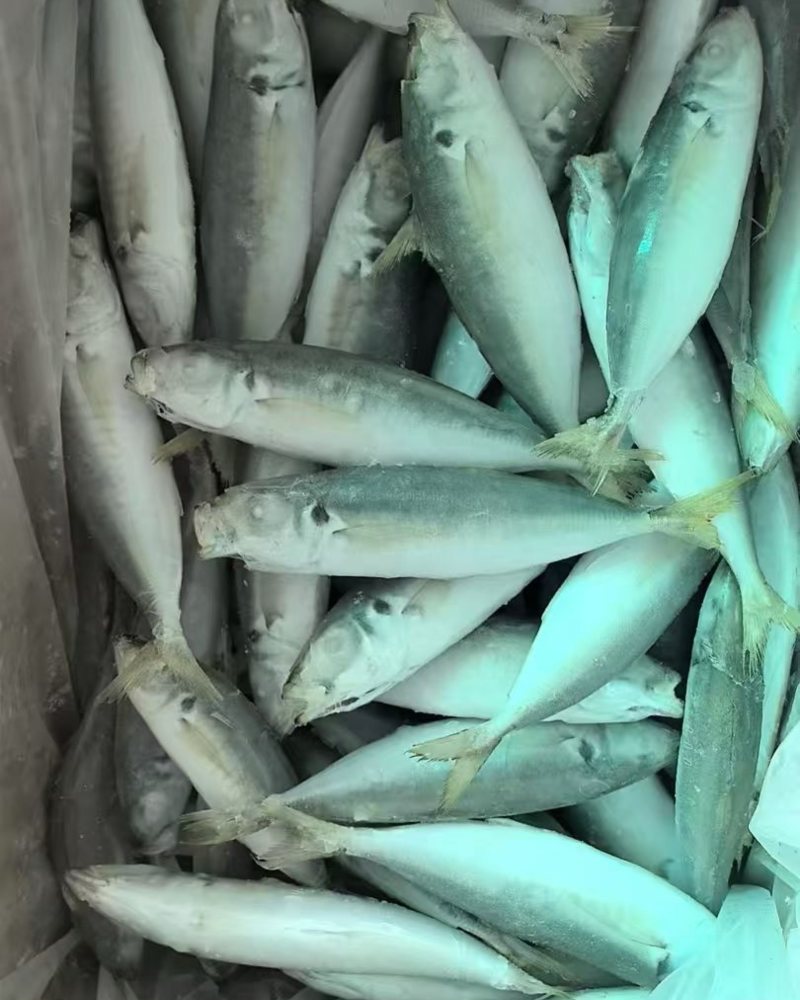 巴浪鱼，规格80-100，单冻