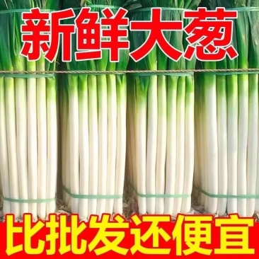 精品正宗山东铁杆大葱特级新鲜去皮长白甜辣葱农家现挖批发