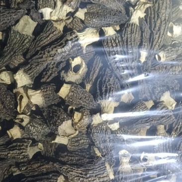 湖北羊肚菌