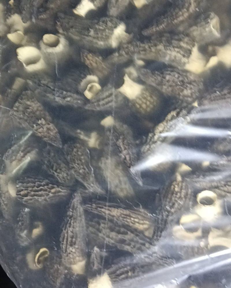 湖北羊肚菌