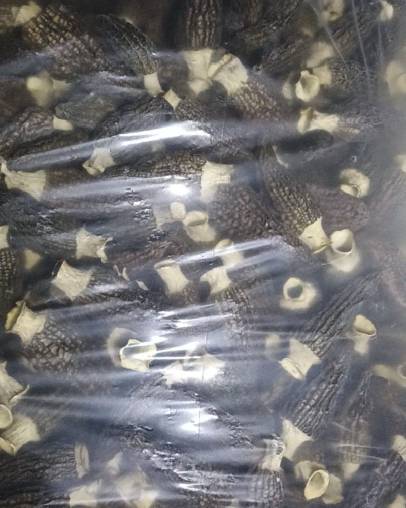 湖北羊肚菌